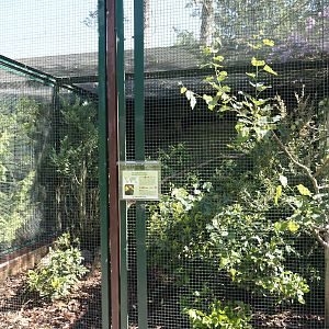 Wrinkled hornbill aviary, 2024-05-23