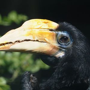 Wrinkled hornbill (Rhabdotorrhinus corrugatus), 2024-05-23