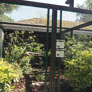 Madagascar crested ibis and Blue coua aviary, 2024-05-23