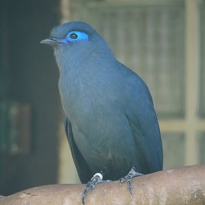 Blue coua (Coua caerulea), 2024-05-23