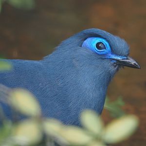 Blue coua (Coua caerulea), 2024-05-23