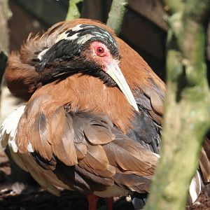 Western Madagascar crested ibis (Lophotibis cristata urschi), 2024-05-23