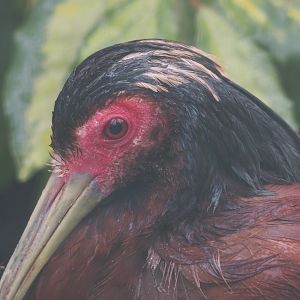 Western Madagascar crested ibis (Lophotibis cristata urschi), 2024-05-22
