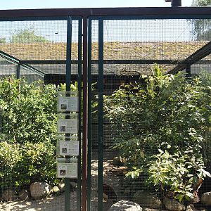 Madagascar crested ibis, Giant coua, Crested coua and Madagascar turtle dove aviary, 2024-05-23