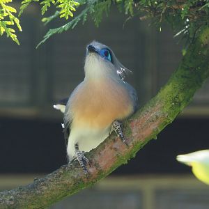 Crested coua (Coua cristata), 2024-05-23