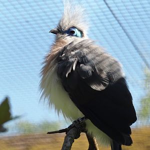 Crested coua (Coua cristata), 2024-05-23