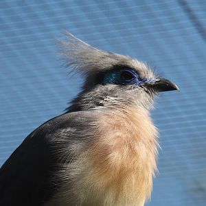 Crested coua (Coua cristata), 2024-05-23