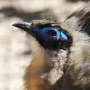 Giant coua (Coua gigas), 2024-05-23