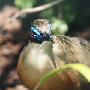 Giant coua (Coua gigas), 2024-05-23