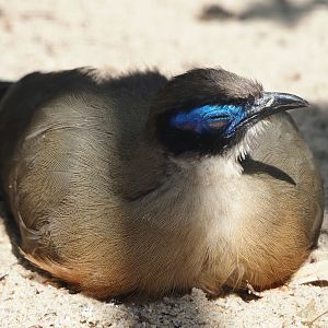 Giant coua (Coua gigas), 2024-05-23