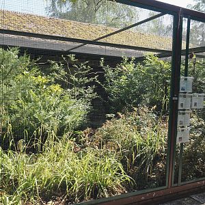 Giant coua, Blue coua, Madagascar turtle dove, Broad-billed roller and Madagascar crested ibis aviary, 2024-05-23