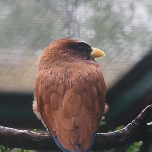 Broad-billed roller (Eurystomus glaucurus), 2024-05-22