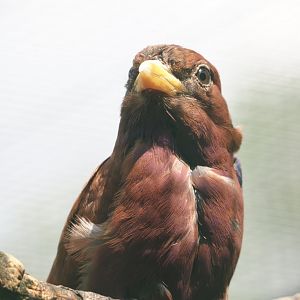 Broad-billed roller (Eurystomus glaucurus), 2024-05-23