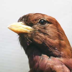 Broad-billed roller (Eurystomus glaucurus), 2024-05-23