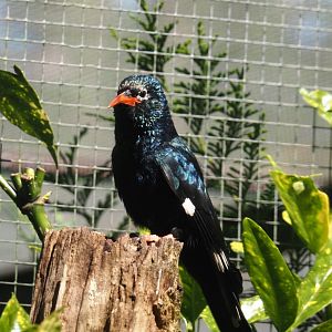 Green woodhoopoe (Phoeniculus purpureus), 2024-05-23