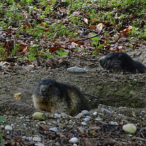 Alpine marmot (Marmota marmota)