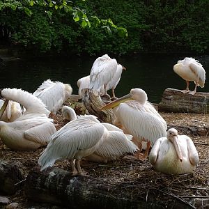 Great white pelican (Pelecanus onocrotalus)