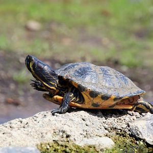 Pond slider (Trachemys scripta) subspecies ID?