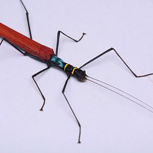 Picasso stick insect (Calvisia kneubuehleri)