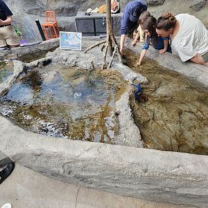 Tropical Shallows Touch Pool