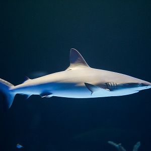 Grey Reef Shark