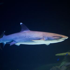 White-Tip Reef Shark