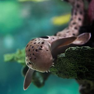 Eupaulette Shark