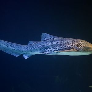 Zebra Shark