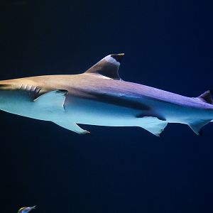 Black-Tip Reef Shark