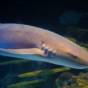 Nurse Shark