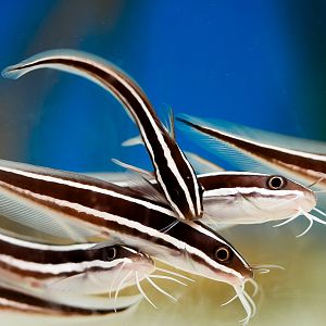 Coral Catfish