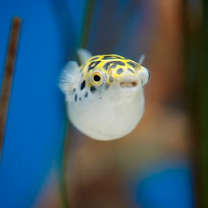 Green Spotted Puffer