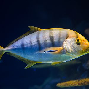 Golden Trevally (w/ Cleaner Wrasse)