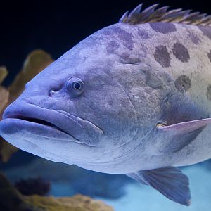 Potato Grouper