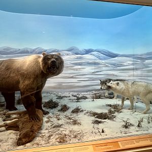 Short-faced Bear with Bison calf and Wolves