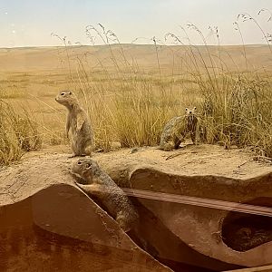 Arctic Ground Squirrels