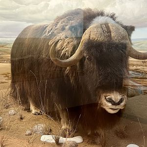 Muskox