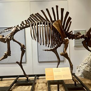 Bison skeleton