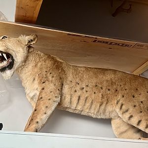 Unsigned.  Beringian Lion or Scimitar-cat?