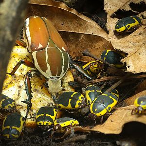 Ugandan flower beetle; Garden fruit chafer : Whipsnade : 09 Jun 2024
