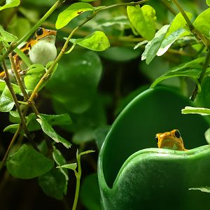 Strawberry poison-dart frog : Whipsnade : 09 Jun 2024