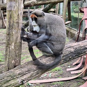 De Brazza's Monkey