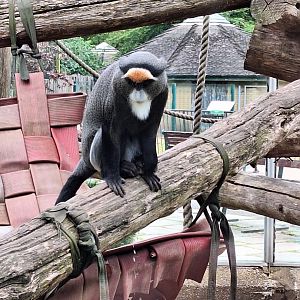 De Brazza's Monkey