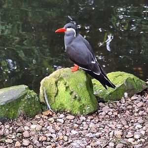 Inca Tern