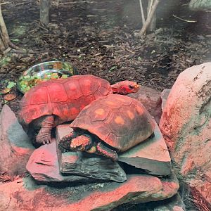 Red-footed Tortoises