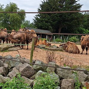Camels