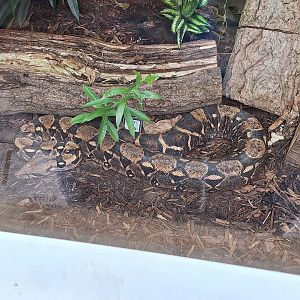 Boa Constrictor