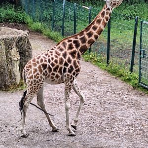 Giraffe
