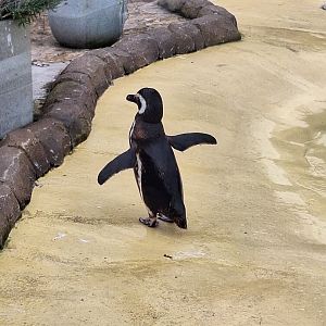 Magellanic Penguin