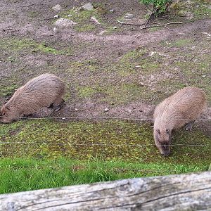 Capybaras